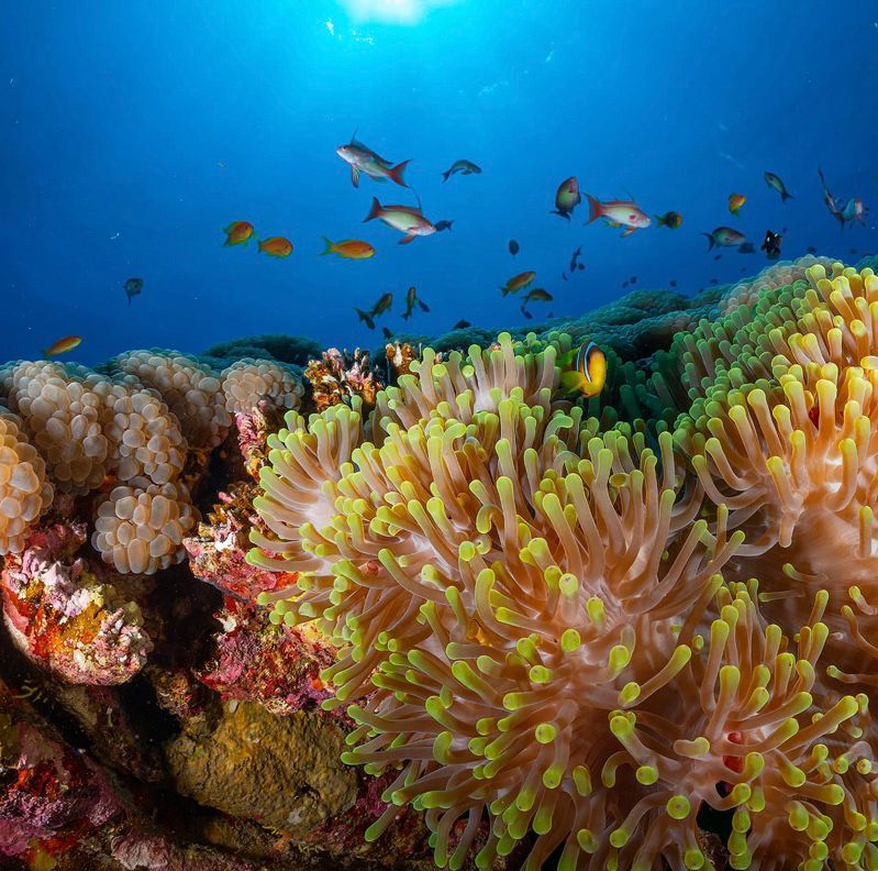 Abu Dabab Marsa Alam VIP Dive