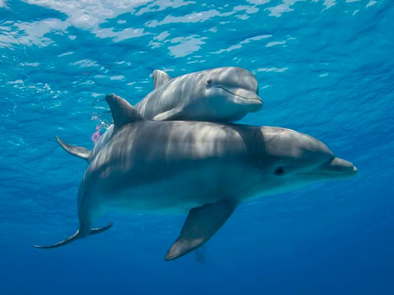 Abu Dabab — coral and turtles